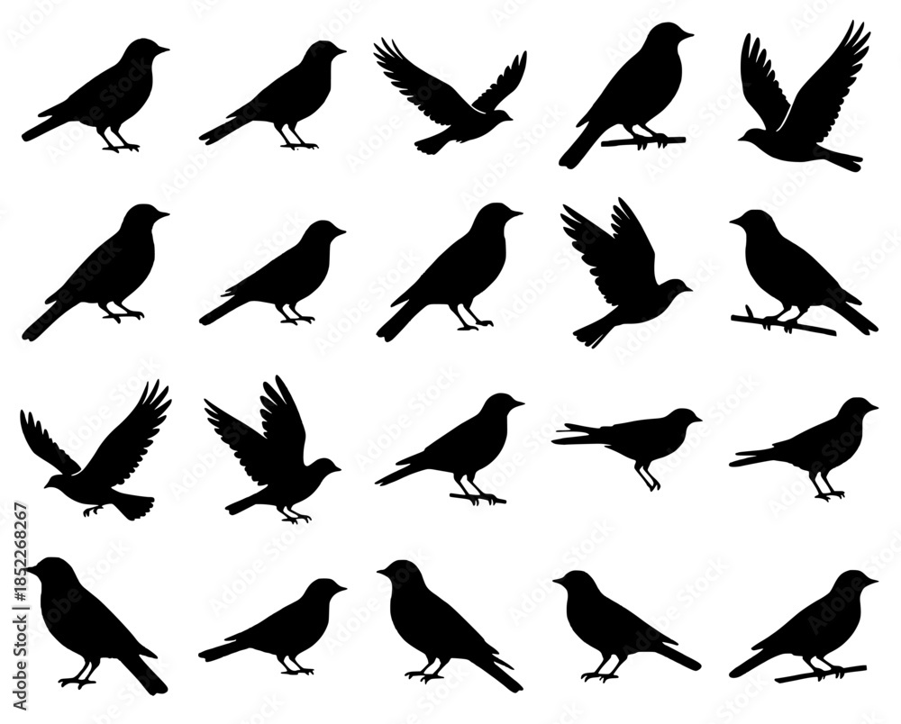 Naklejka premium Array of black bird silhouettes in flight and perched poses — vector illustration