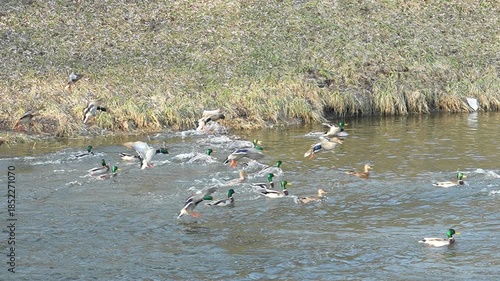 Wallpaper Mural Flock of ducks landing on the river, 8x slow motion Torontodigital.ca