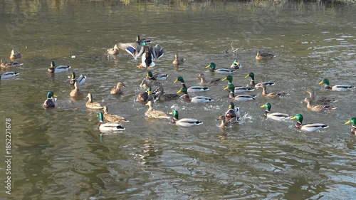 Wallpaper Mural Duck jumping during duck feeding, slow motion Torontodigital.ca