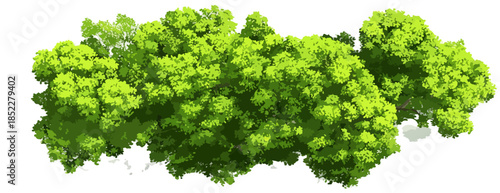 Vibrant green foliage cluster with a transparent background, perfect for architectural renderings, landscape design, and digital compositions.