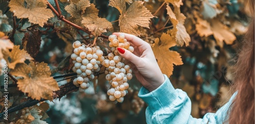 Bright vines of a vineyard framed by the natural landscape prior to harvest