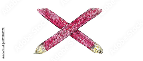 투명한 배경에 교차된 붉은색 루바브 줄기 일러스트