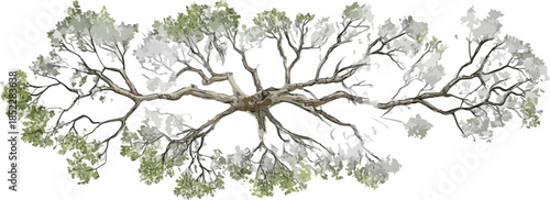 투명한 배경 위에 펼쳐진 오래된 나무의 가지와 잎사귀의 평면적인 모습