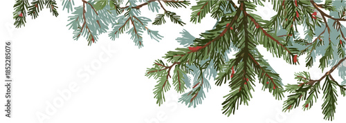 하얀 배경에 투명하게 표현된 소나무 가지의 섬세한 수채화 일러스트