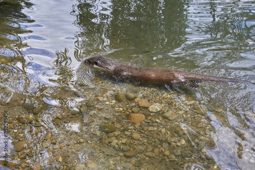 Otter lounging in the water.
