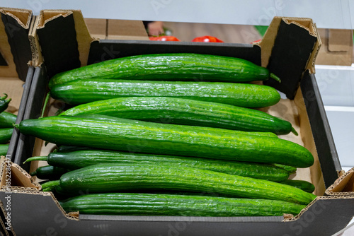 Bilde på lerret Cucumber background Cucumber harvest