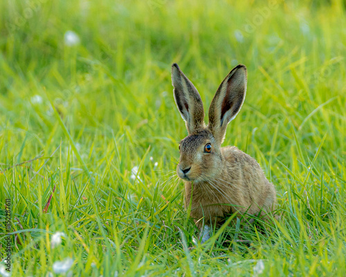 Common European hare. Popular farmland animal.