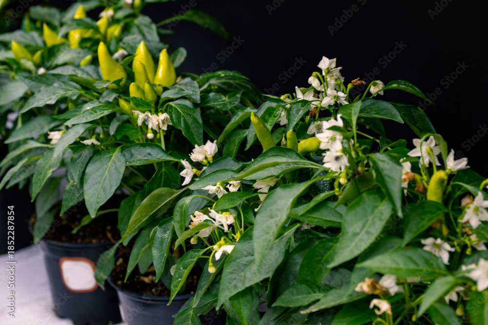 Obraz premium Homegrown of thai basil, dwarf red hot pepper plant, yellow tomato cherry in flower pots growing on french balcony at home, sunlight. Urban gardening and farming in the house. The banana pepper is an 