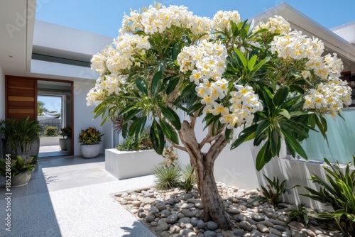 Bright flowers on a tree stand in a courtyard of a modern house with clear skies above and well-kept plants surrounding the pathway