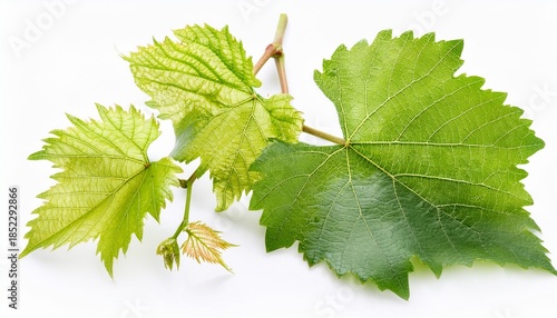 Vine Leaves Isolated On White Background