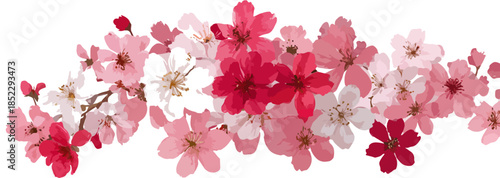 Fiori di ciliegio rosa e bianchi su sfondo trasparente, decorazione floreale primaverile delicata.