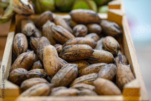 Canvastavla The pecan is a species of hickory native to the Southern United States and northern Mexico in the region of the Mississippi River