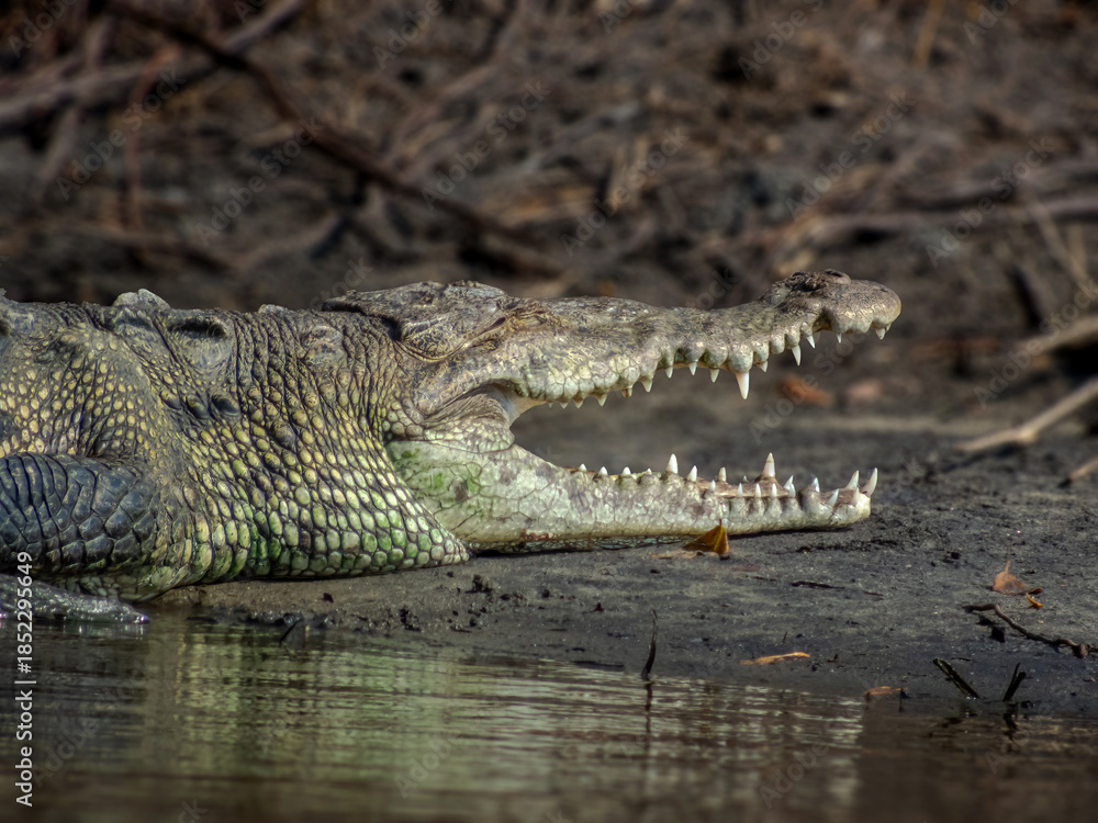 Obraz premium Close-up of a large crocodile basking on a muddy shore with its mouth open, showcasing sharp teeth and textured scales in natural light Huatulco, Oaxaca, Mexico.