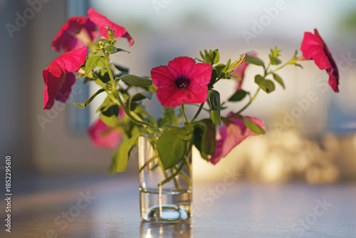 Cut stems of a blooming Petunia 