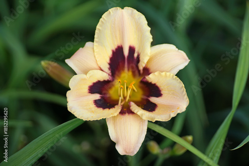 The flower head of a Daylily 