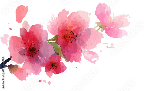 Acquerello rosa di fiori di ciliegio su sfondo bianco trasparente, delicati petali primaverili con schizzi di colore.