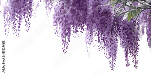 藤の花が白背景に垂れ下がり、透明感のある美しい春の装飾を演出しています。