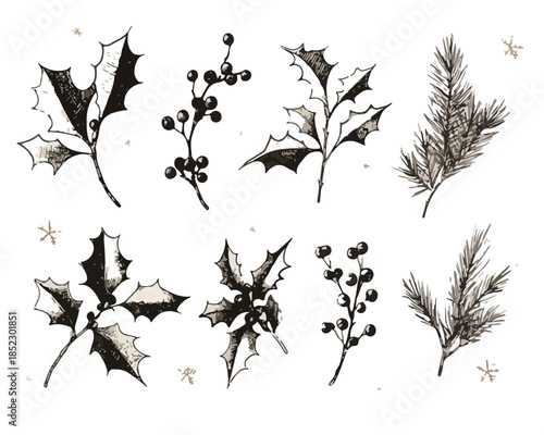 Conjunto de ilustraciones botánicas de acebo, bayas y ramas de pino dibujadas a mano con fondo transparente.