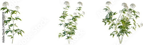 Fotografía Cicuta virosa tree, front view, cutout, 4k png, transparent background, isolate,