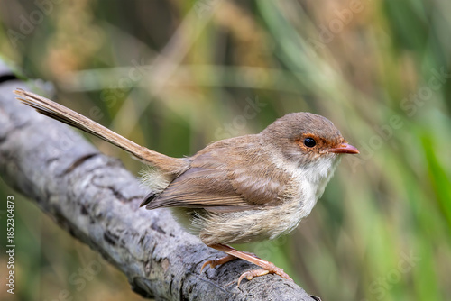 Australian Superb Fairywren perched on tree branch