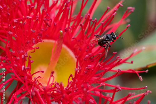 Australian Stingless native bee feeding on Red Flowering Gum flowers