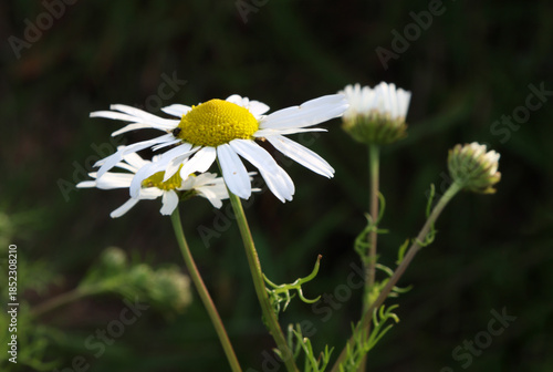 mayweed wildflower on dark background