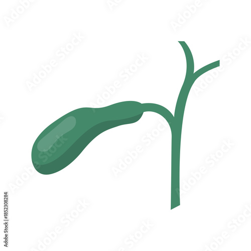 Human gallbladder digestive system flat color icon vector
