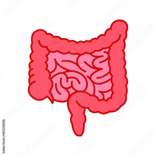 Human intestines digestive system flat color icon vector
