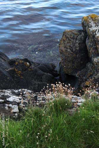 Mini landscape of rocks, sea thrift and water, portrait format