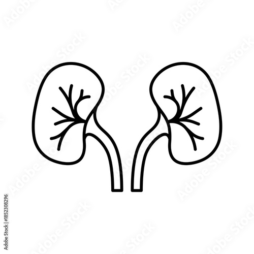 Human kidneys urinary system line art outline icon

