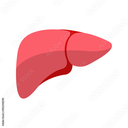 Human liver internal organ flat color icon vector
