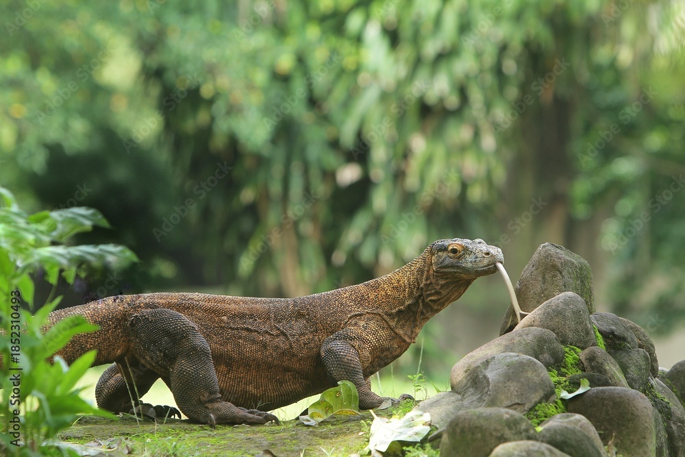 Fototapeta premium a young komodo dragon roaming the rocks in the morning