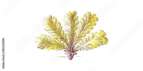 Handgezeichnete Illustration einer gelblichen, gefiederten Braunalge mit transparentem Hintergrund für botanische Zwecke.