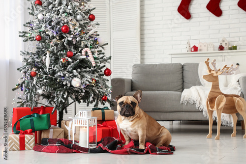 Cute French bulldog with la...