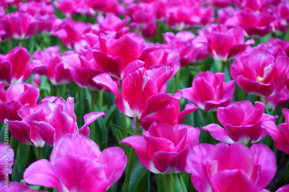 Fototapeta premium Tulips Flower
