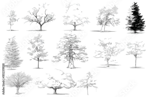Coleção de esboços botânicos em preto e branco de diversas árvores com fundo transparente para design.