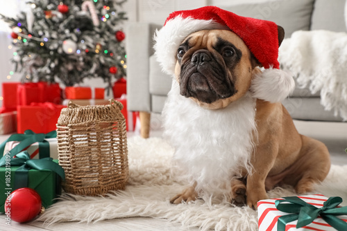 Cute French bulldog in Sant...