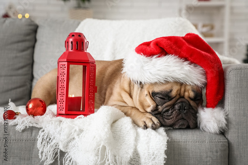 Cute French bulldog in Sant...