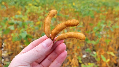 Soybean plant. hand holding soybeans in the middle of a soybean field. Soybean crop. 4k footage