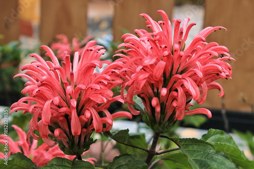 Bilde på lerret brazilian plume flower (justicia carnea) bloom with pink petal color