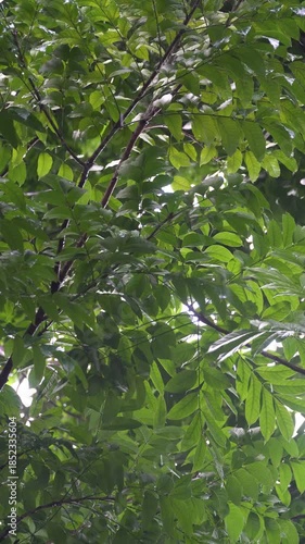 The drizzle of rain and the green leaves swaying in the wind