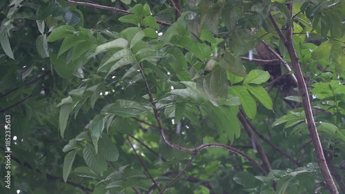 The drizzle of rain and the green leaves swaying in the wind