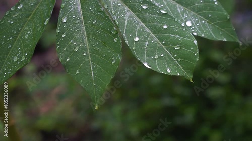 Water droplets wet the surface of cassava leaves. Focus selected