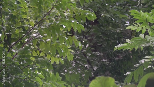 The drizzle of rain and the green leaves swaying in the wind