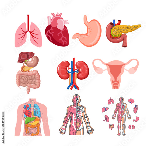 Anatomy Showcase, Health Education, Medical Science, Educational Graphics, Clinical Environment