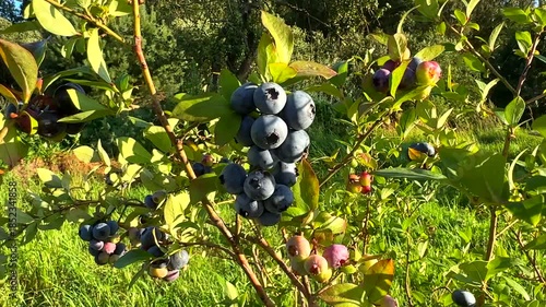 Blueberries ripening on bush in a sunny orchard during warm afternoon in late summer. Clusters of ripe blueberries hang from branches in vibrant green leaves in orchard. Sweet blue berry on berry farm