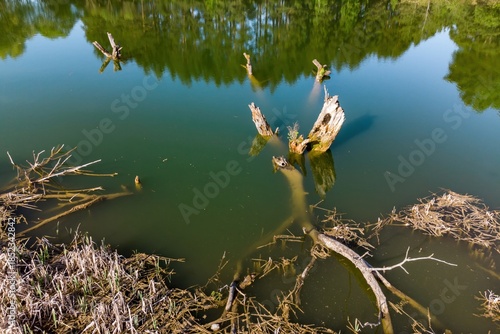 Wallpaper Mural Sunlit water body with submerged and partially visible dead tree stumps and branches, reflecting a lush green forest backdrop Torontodigital.ca