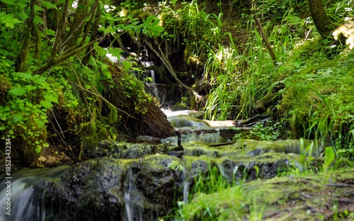 Vibrant green forest stream tumbles over mossy rocks in a lush woodland setting, capturing the serene motion of flowing water amongst dense foliage