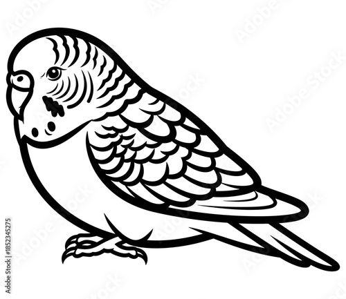 Budgerigar Art: A stylized illustration of a budgerigar, showcasing its detailed feather patterns and characteristic features in a clean, artistic rendition.