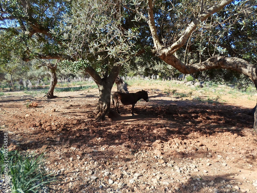 Burro balear, asno mallorquín a la sombra en finca rústica con olivos de Son Marroig, Deià, Mallorca, Islas Baleares. Ruta de senderismo a Sa Foradada, campiña mallorquina, paisaje mediterráneo.